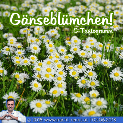 Tautogramm: Gänseblümchen!